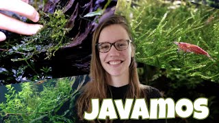 JAVAMOS: LIJMEN + VERZORGING! Ideaal bij GARNALEN! //Nickey//