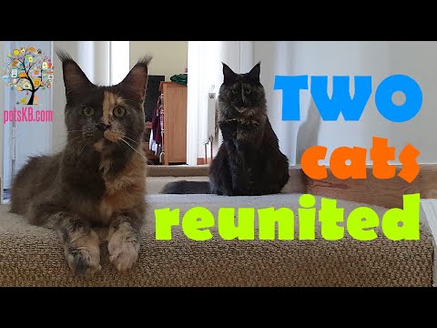 Do cats remember each other after a 3 month separation?