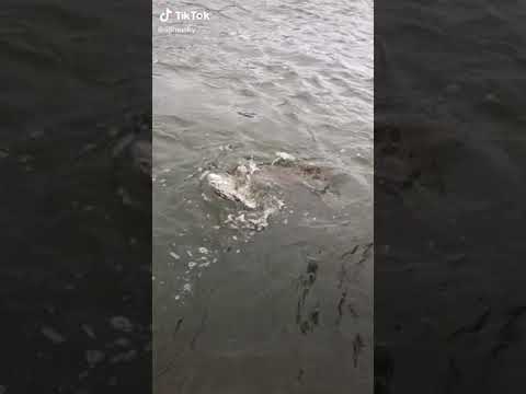 Amazing Fast Tuna Fishing Skill, Catching Fish Big on The Sea Real Fish King 13