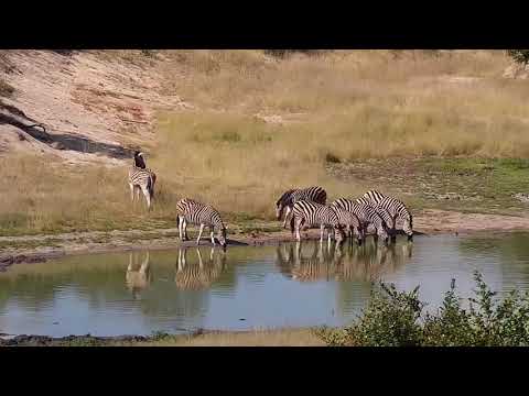 Djuma: Zebras - 14:47 - 03/31/19