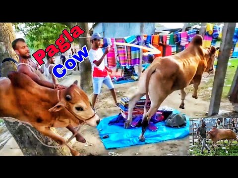 cow