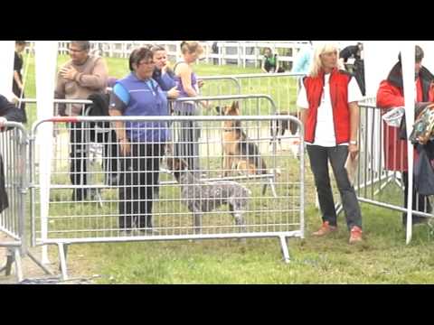 Championnat de France Agility 2013 à Auch - 3ème Degré