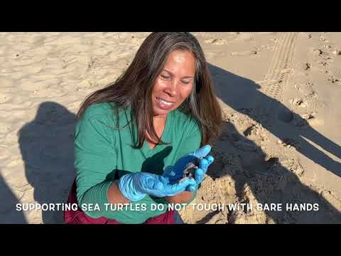 Beautiful San Felipe Beach, Sea Turtles, and Fresh Seafood!