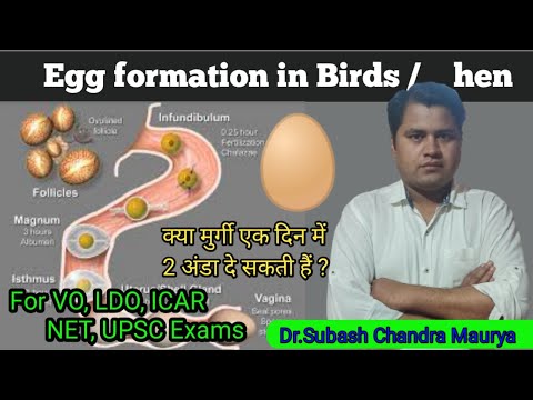 , title : 'Process of Egg formation in Birds/ Poultry Science/ Crazy Vet Classes/ VO exam/ LDO exam preparation'