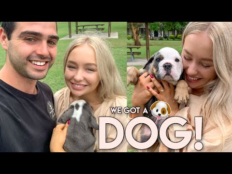 Meet Dwayne, Our 7 Week Old Australian Bulldog! | Tori Clarke
