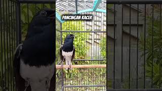 Download lagu pancingan kacer gacor #kacer #kacergacor #kacermania #pancingankacer #kicaumania #burung #fyp mp3 Download lagu pancingan kacer gacor #kacer #kacergacor #kacermania #pancingankacer #kicaumania #burung #fyp mp3