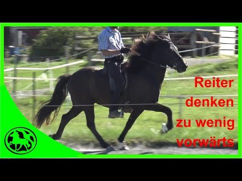 The biggest mistake in tölt training! (and in riding in general)