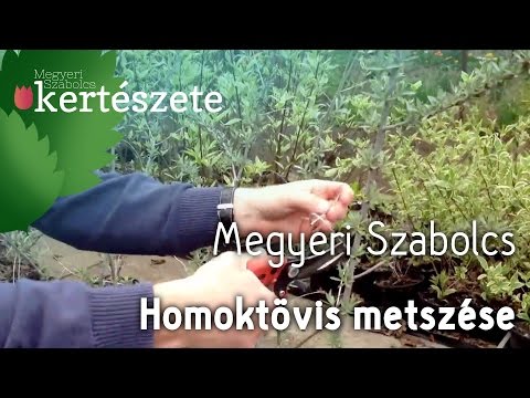 homoktövis és merevedés