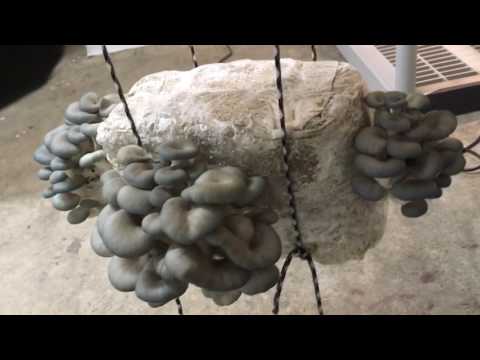 download lagu mp3 mp4 Mature Oyster Mushrooms, download lagu Mature Oyster Mushrooms gratis, unduh video klip Mature Oyster Mushrooms