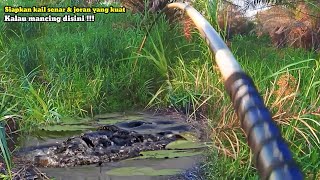 Download lagu Kemarau melanda.!! rawa ini di penuhi ikan gabus monster mp3 Download lagu Kemarau melanda.!! rawa ini di penuhi ikan gabus monster mp3