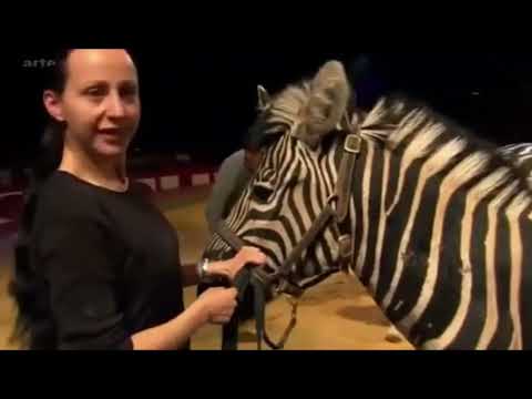 Circus Krone: le grand chapiteau des animaux (Le zèbres de Jana Mandana Lacey) Reportage 2011