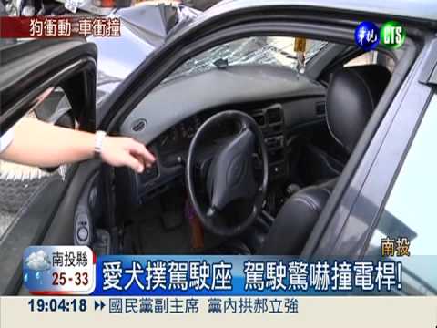 愛犬撲前座害撞 女車主陷昏迷!
