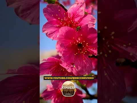 Florada Cerejeira: #shorts #flores #cerejeiras #turismo #expediçãoparaná #sakura #florada #luiziana