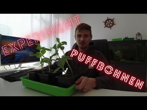 Experiment | Bohnen vorquellen ja oder nein?
