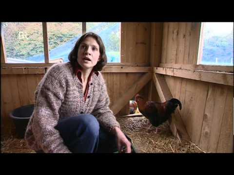 Sulmtaler-Biohuhn.mpg