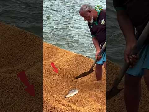 A Fish Farmer’s Golden Moment Feeding Time! 🐟🐠 #shorts #amazing