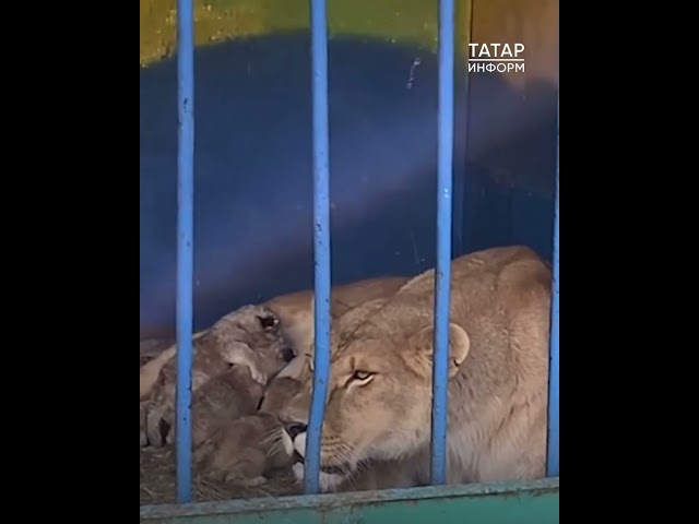 В зоопарке Болгара в День России родились три львенка
