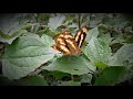 Nature Close Up Video Nature Video Nature Bugs