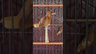 Download lagu Cucak Emas Papua gacor dor isian murai dan cucak rowo #cucakemas #pitohui #cucakpapua #kicaumania mp3