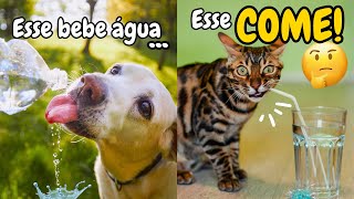 HIDRATAÇÃO DE GATOS | Por que os Gatos COMEM ÁGUA ao invés de buscarem ÁGUA nos Potes e Bebedouros !