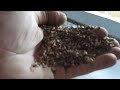 Sesame Seed Processing Conditioning Machine Akyurek Group Technology