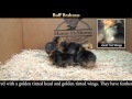 Video: Buff Brahma Baby  Chicks