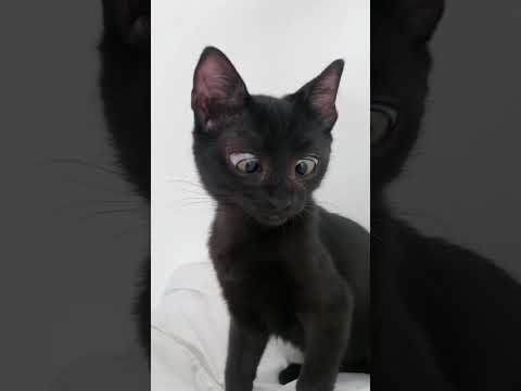 Cross Eyed Cat - (Very Cute Must Watch!!!)