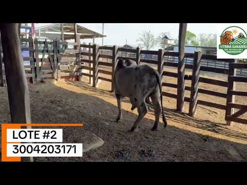 LOTE #2 – TORETE DISPONIBLE EN ARIGUANÍ, MAGDALENA #ganado  #brasil  #colombia 