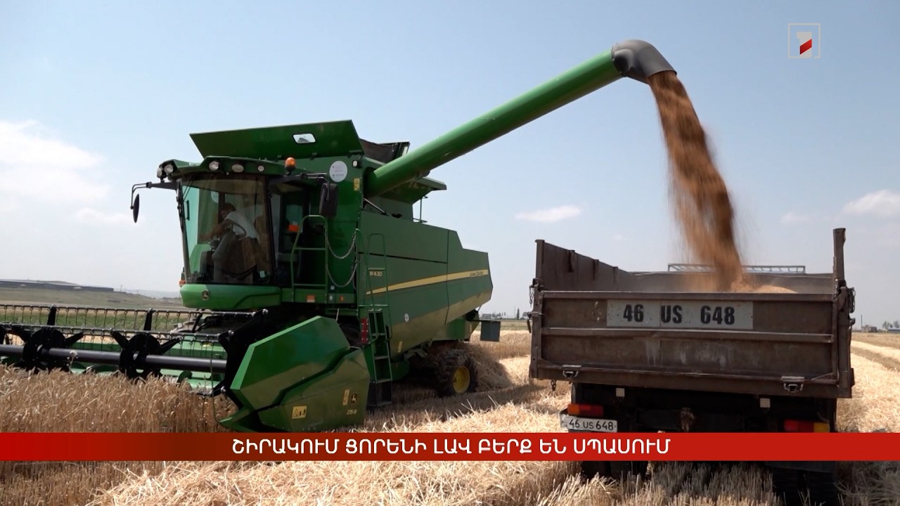 Շիրակում ցորենի լավ բերք են սպասում