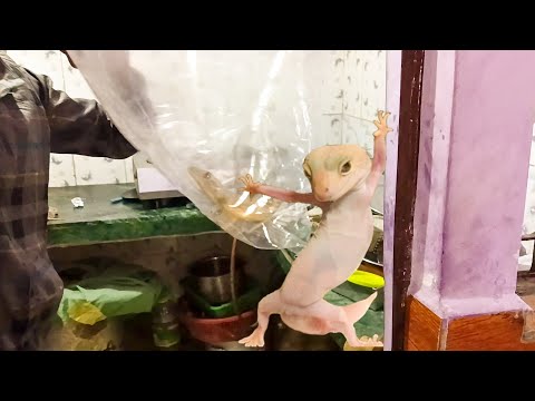 🦎lizard ka attack ll 😱😭