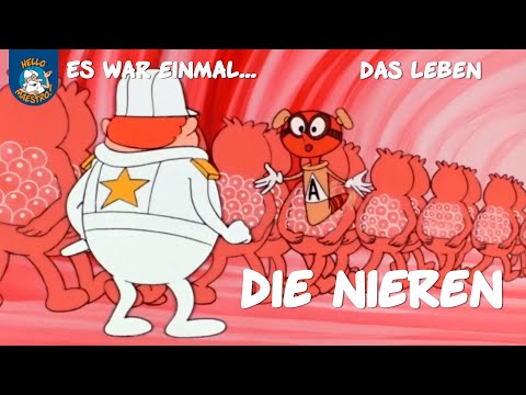 Die Nieren (Es war einmal... das Leben | Ausschnitt)