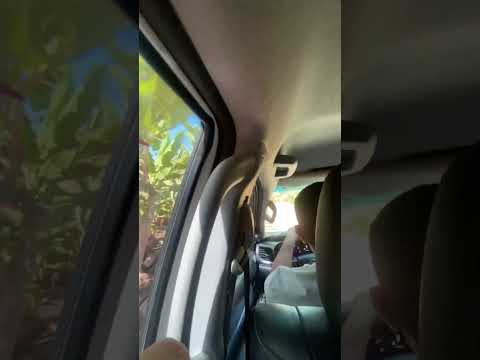 Guadalupe Piauí  bananal