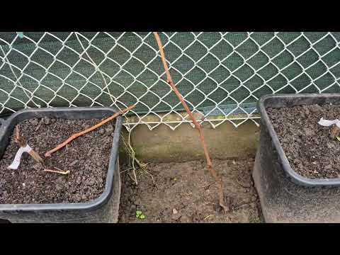 Krasitja e hardhisë së rrushit nga viti i parë deri në vitin 4