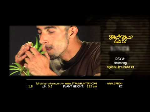 Arjan's Ultra Haze #1 - Green House Grow Sessions