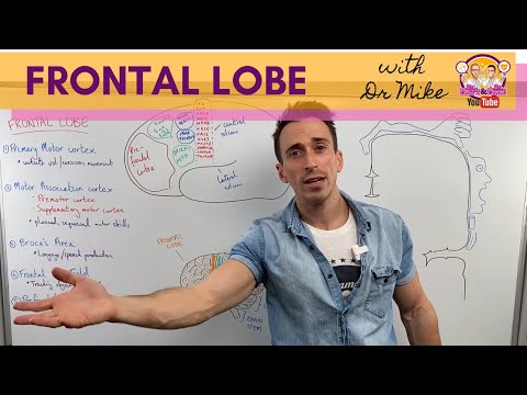 Frontal Lobe | Cerebral Cortex