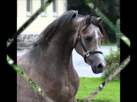 El Vito by WH Justice