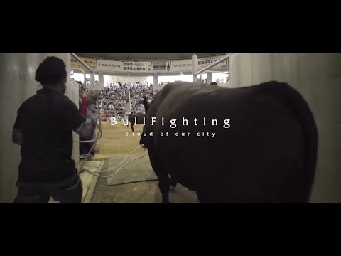 【うるま市公式】闘牛 ～Exciting bull_fight in Uruma City～