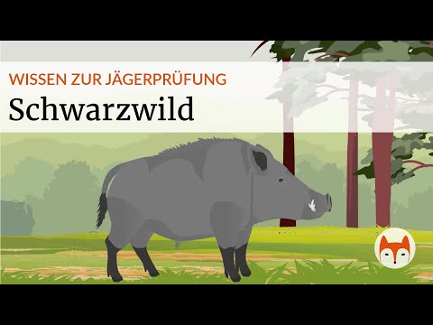 🐗 Identifying, addressing, and understanding wild boar – a compact guide for the hunting exam!