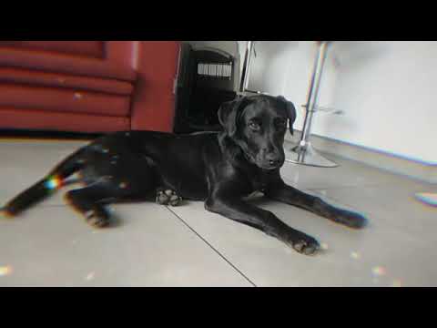 Ca de bestiar.  Pastor mallorquino puppy