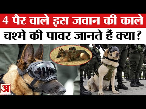 Republic Day 2026: 4 पैर, काला चश्मा, सेना की K-9 यूनिट वाला हीरो कौन? K-9 Dogs Republic Day Parade