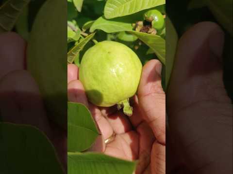 💥 Fresh Guava Harvest In My Garden 🤯🤯 #shorts #fruits #fruit #shadesofsujee