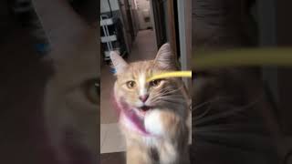猫じゃらしで遊ぶ猫ちゃん #可愛い猫 #猫