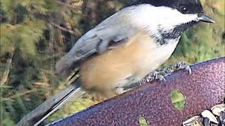 TO FEED OR NOT TO FEED (BIRDS)
