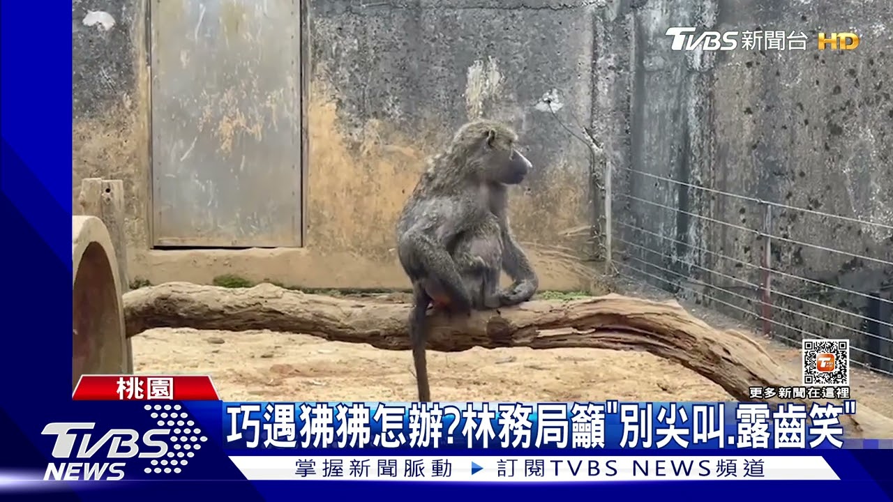 在哪裡？狒狒逃走中　熱顯像空拍機夜間搜索