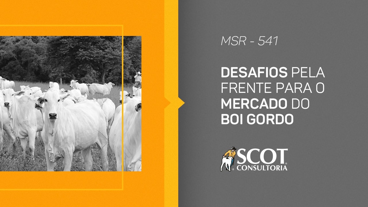 Mercado Sem Rodeios - Episódio 541 - Desafios pela frente para o mercado do boi gordo