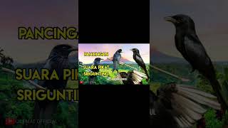 Download lagu Suara Pikat Burung Srigunting Ribut/Tarung #shortvideo #shots #kicauburung #srigunting mp3