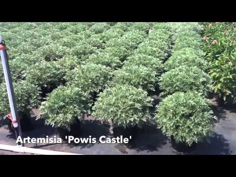 Best Perennials for a Sunny Site - Artemisia 'Powis Castle'