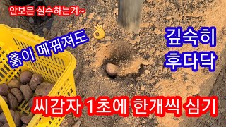 씨감자 1초에 한개씩 심기 기막힌 발견