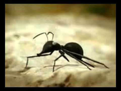 Makora Funny video-Youtube