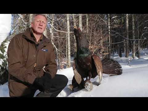 So schützt ihr die bedrohten Auerhühner im Nationalpark Bayerischer Wald!